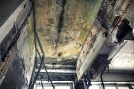 Best Mold Documentation for Insurance Claims in Bastrop, TX